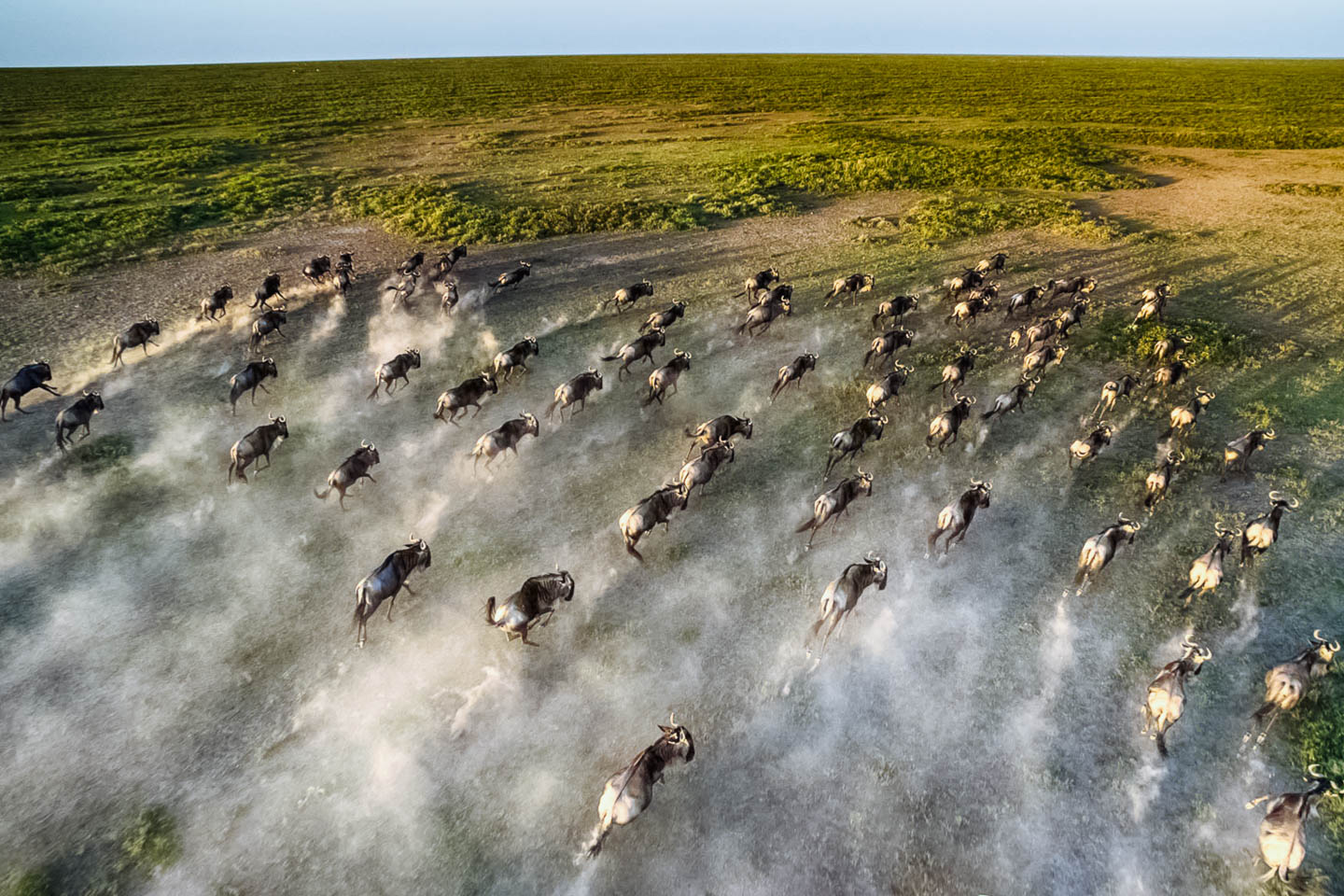 close-up-aerial-wildebeest-great-migration wildebeest migration
