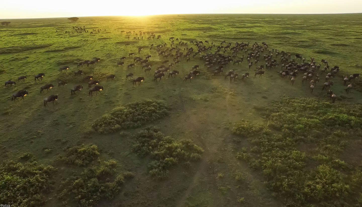 great-migration-wildebeest-during-sunrise