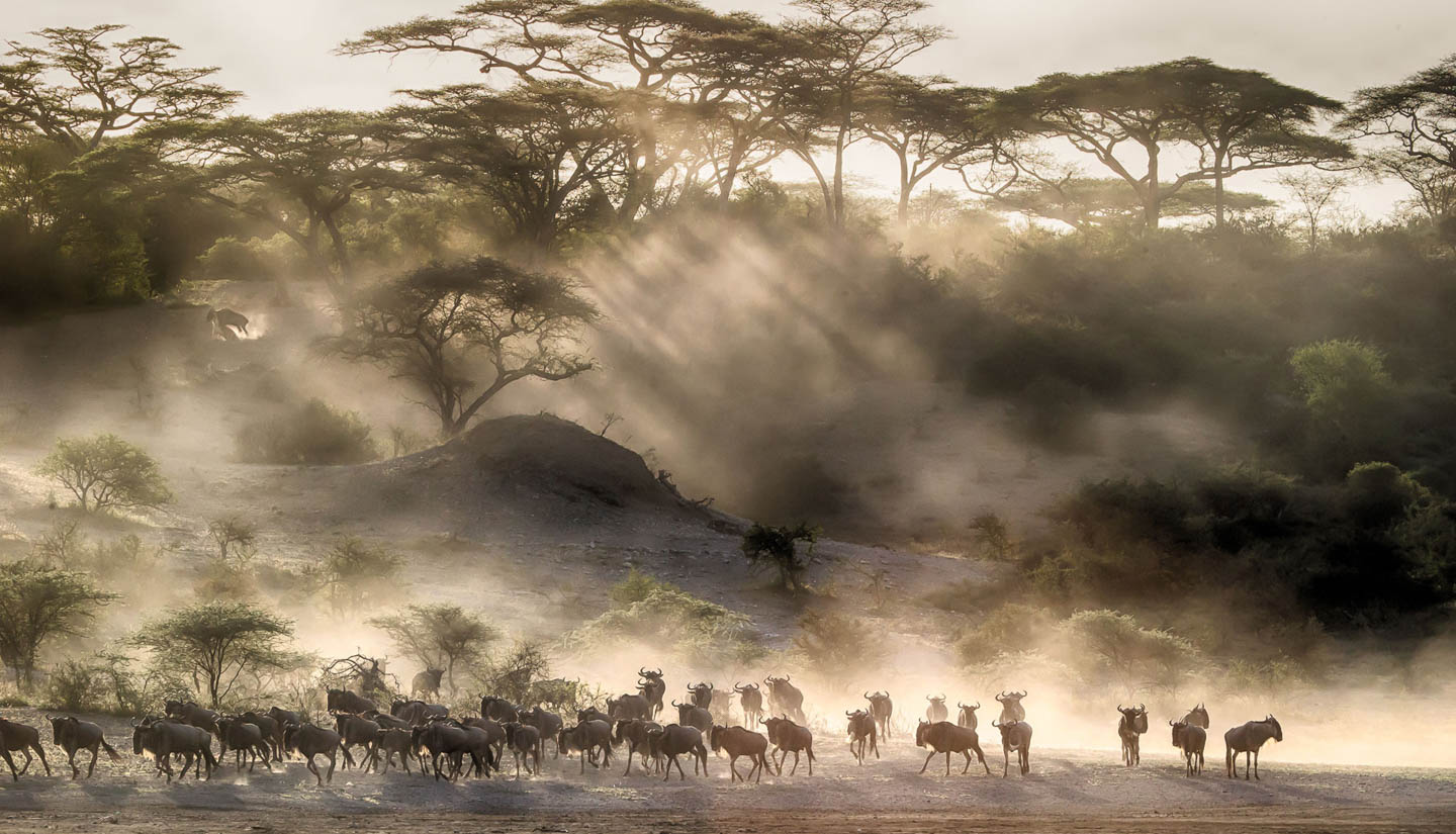 great-migration-wildebeest wildebeest migration