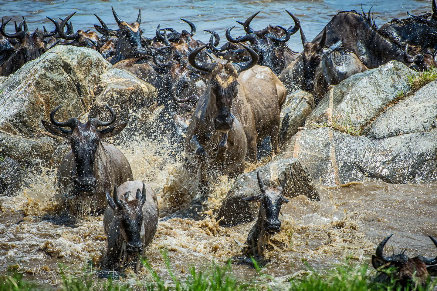 Kenya travel tips wildebeest