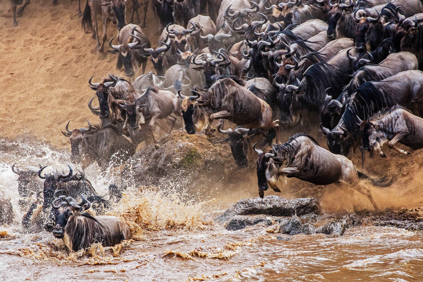 angama-mara-river-crossing-wildebeest-kenya-timbuktu-travel great migration