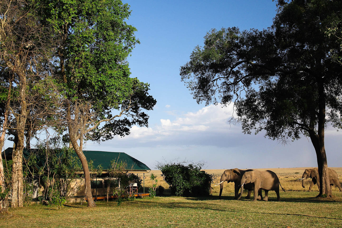 serengeti safari camps Great Wildebeest Migration governors camp exterior tented suite wildlife up close elephants