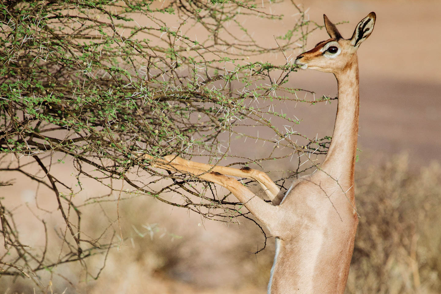 east africa safaris kenya-samburu-national-park-special-five-long-necked-gerenuk-timbuktu-travel