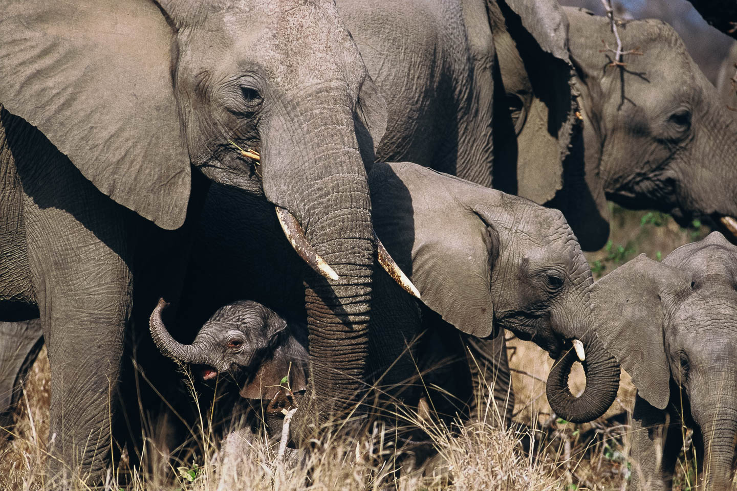 christmas safari elephant calf herd new born kruger south africa