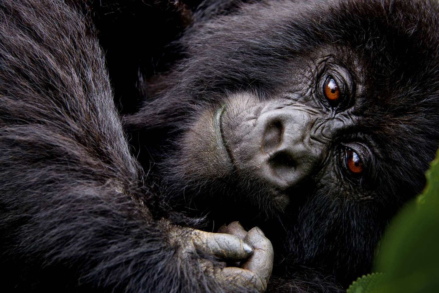 best Africa honeymoons Rwanda gorilla trekking volcanoes national park