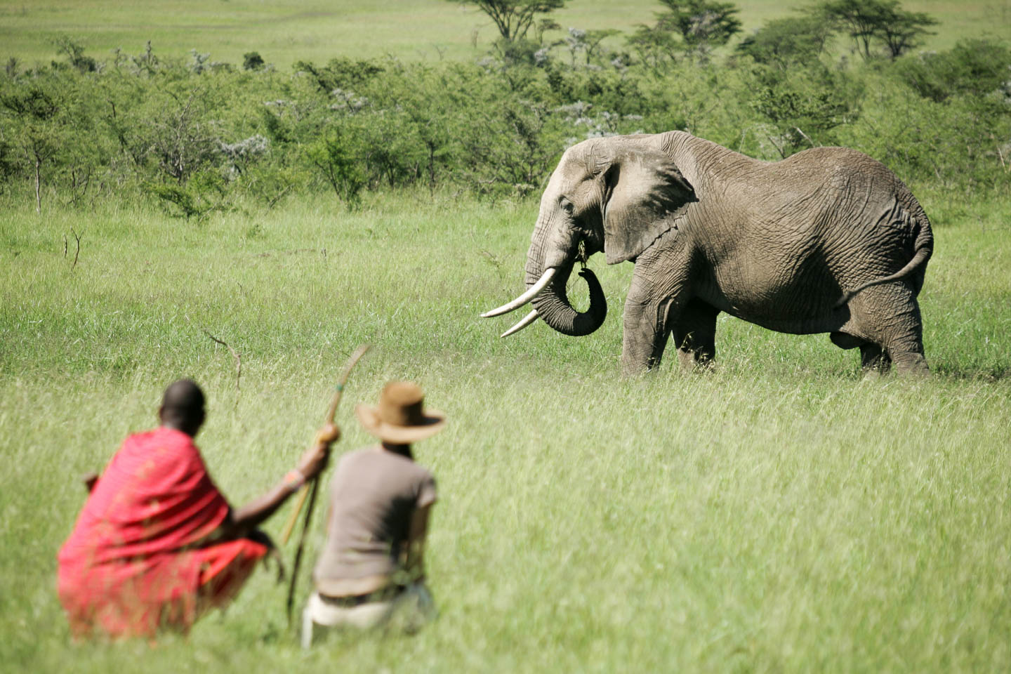 Best time to visit the Masai Mara elephant walking safari 
