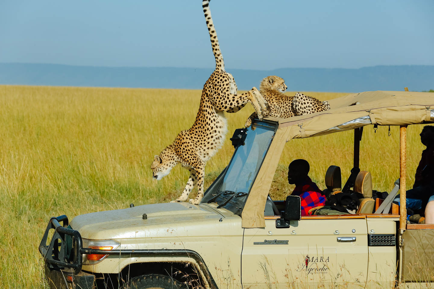 kenya travel guide african safari destinations