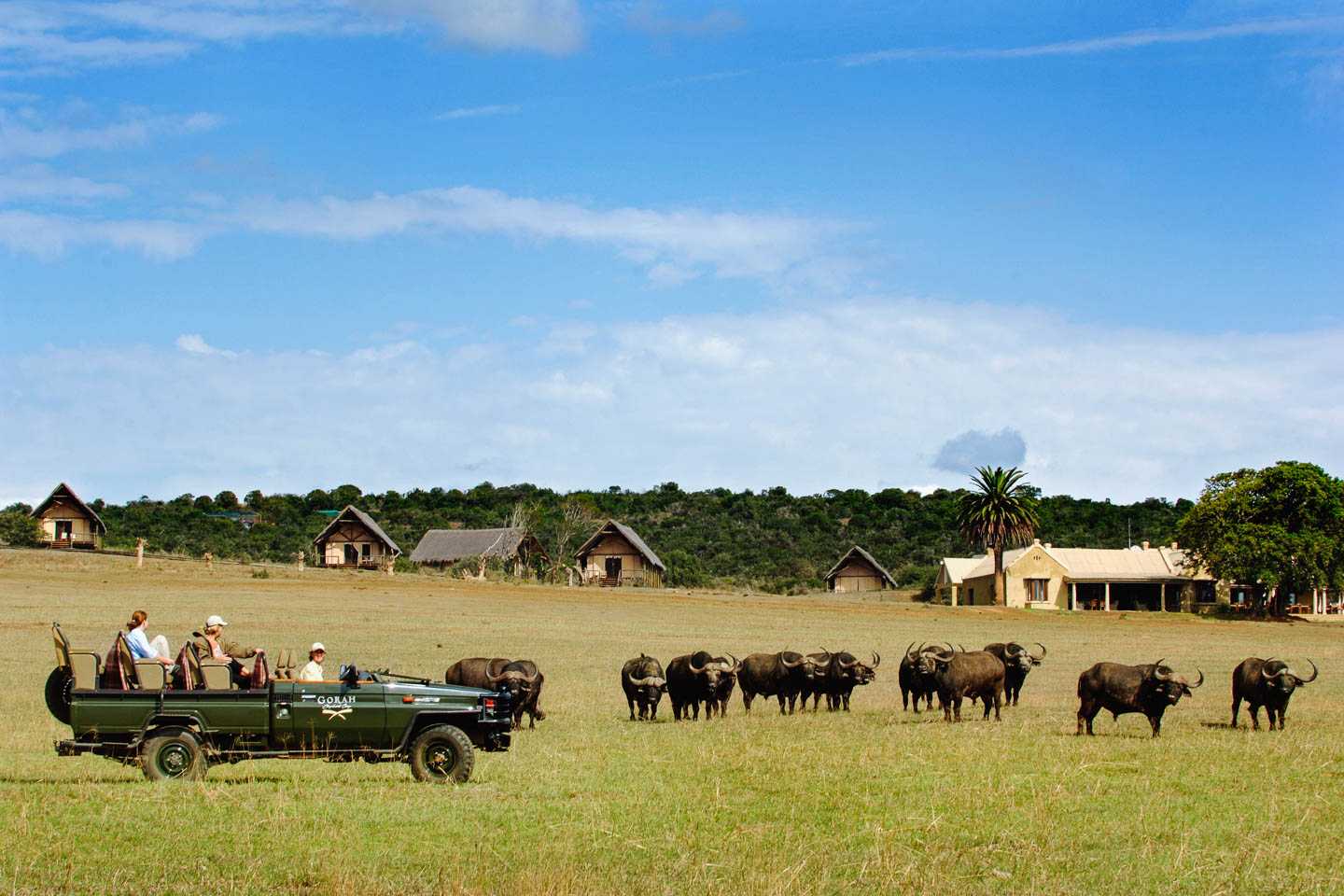 eastern cape safari national park safari