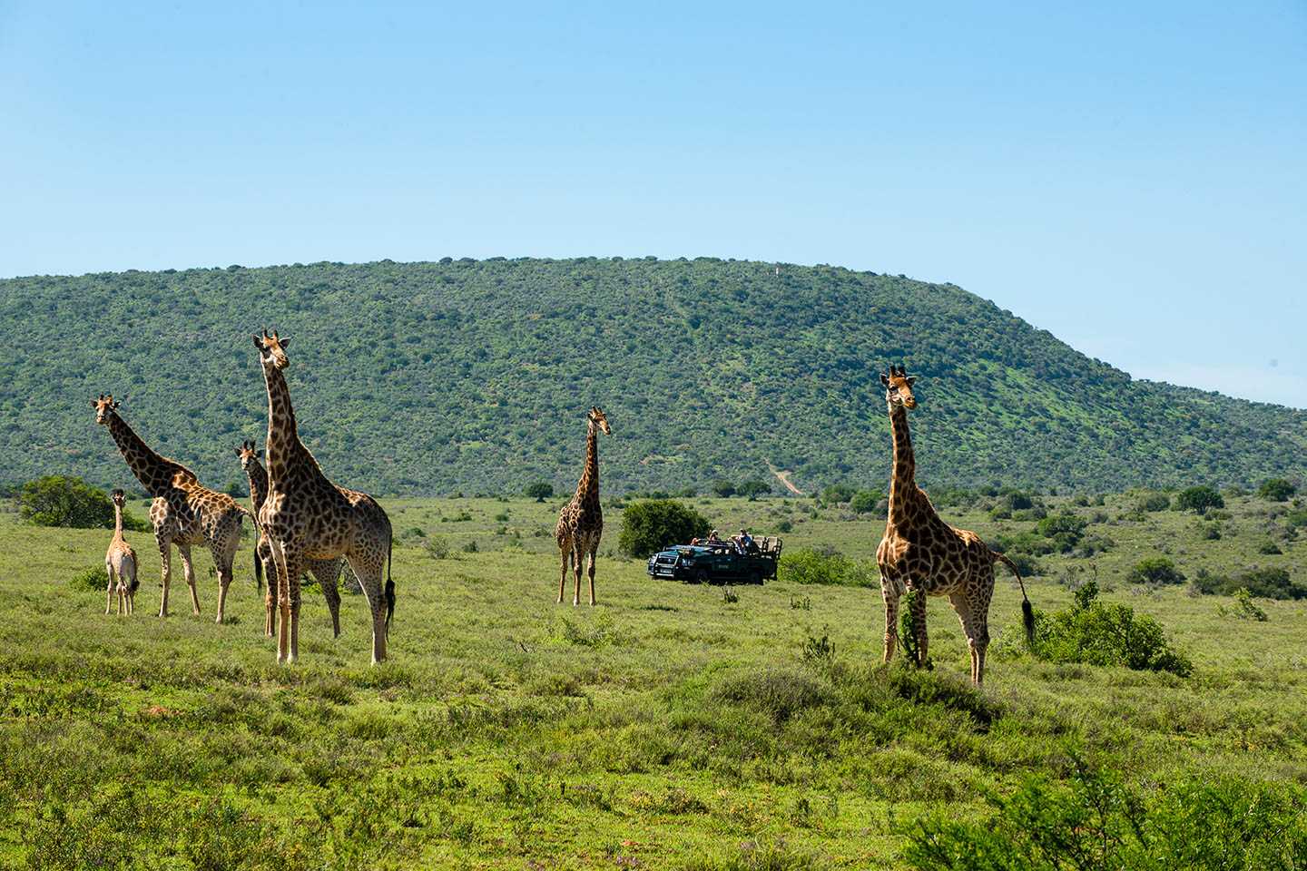 eastern cape safari