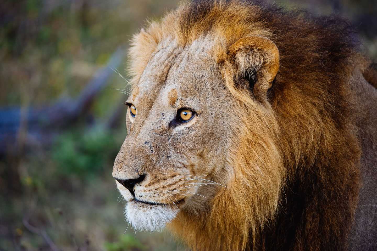 Linyanti malaria free safari