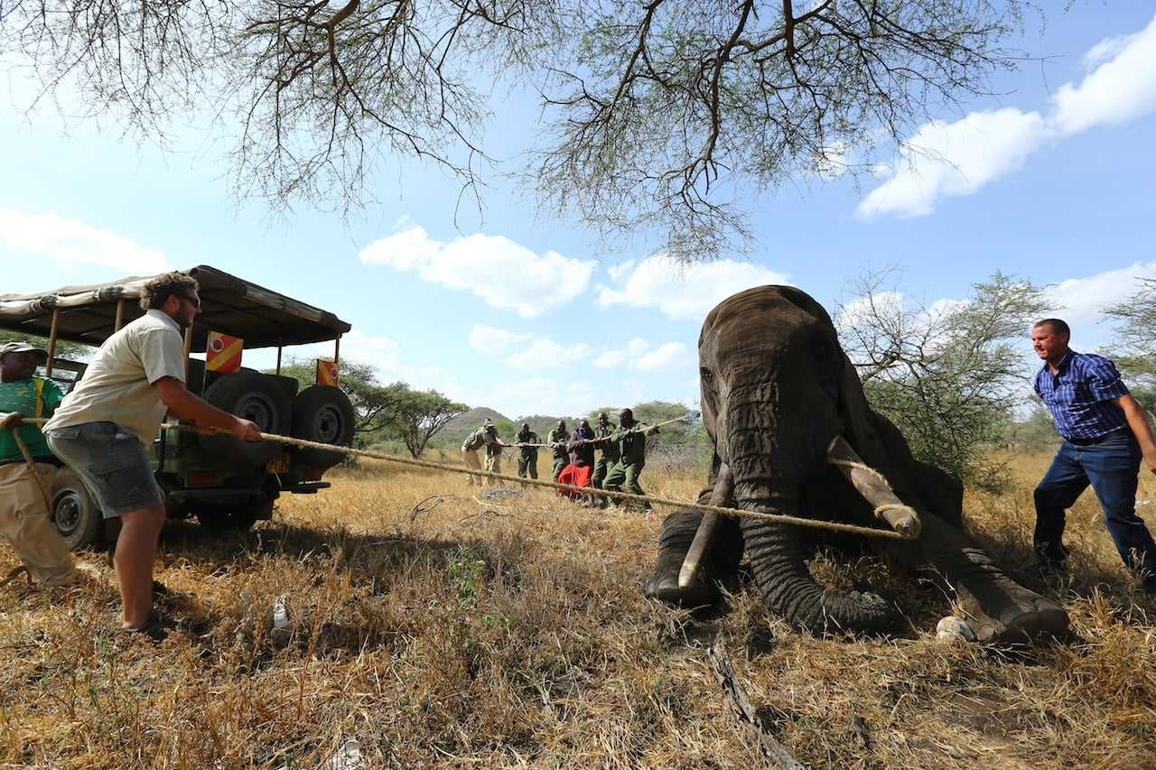 Safari guests witness elephant rescue