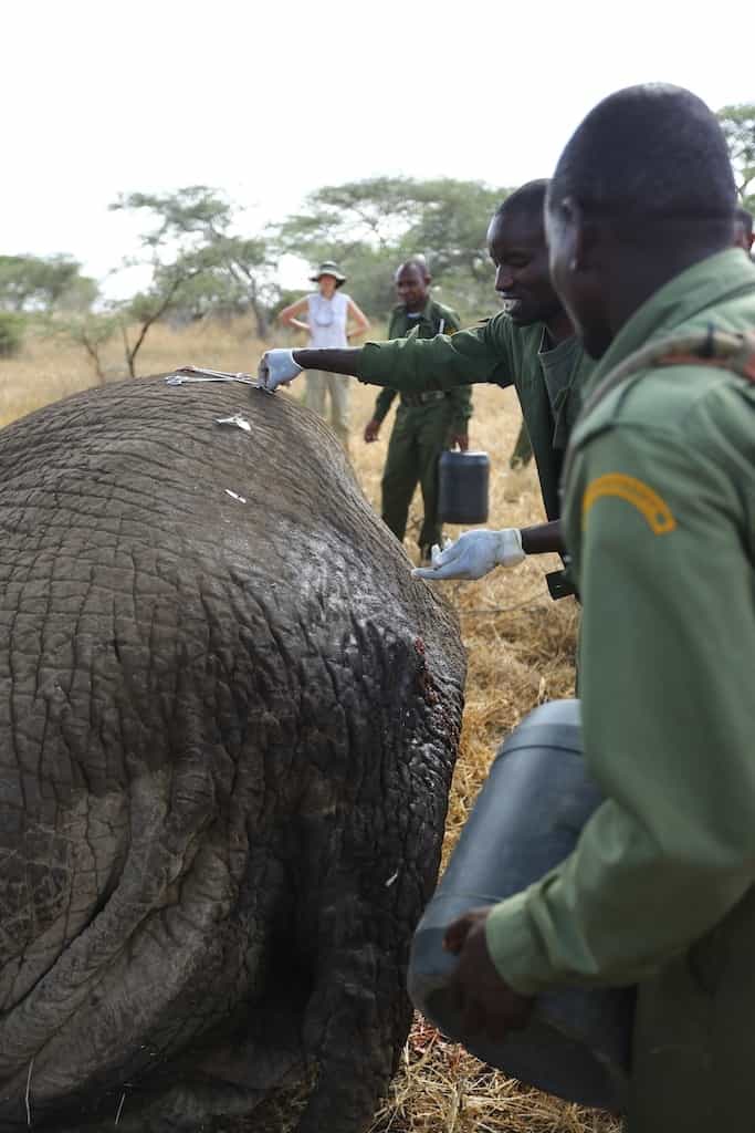 elephant rescue