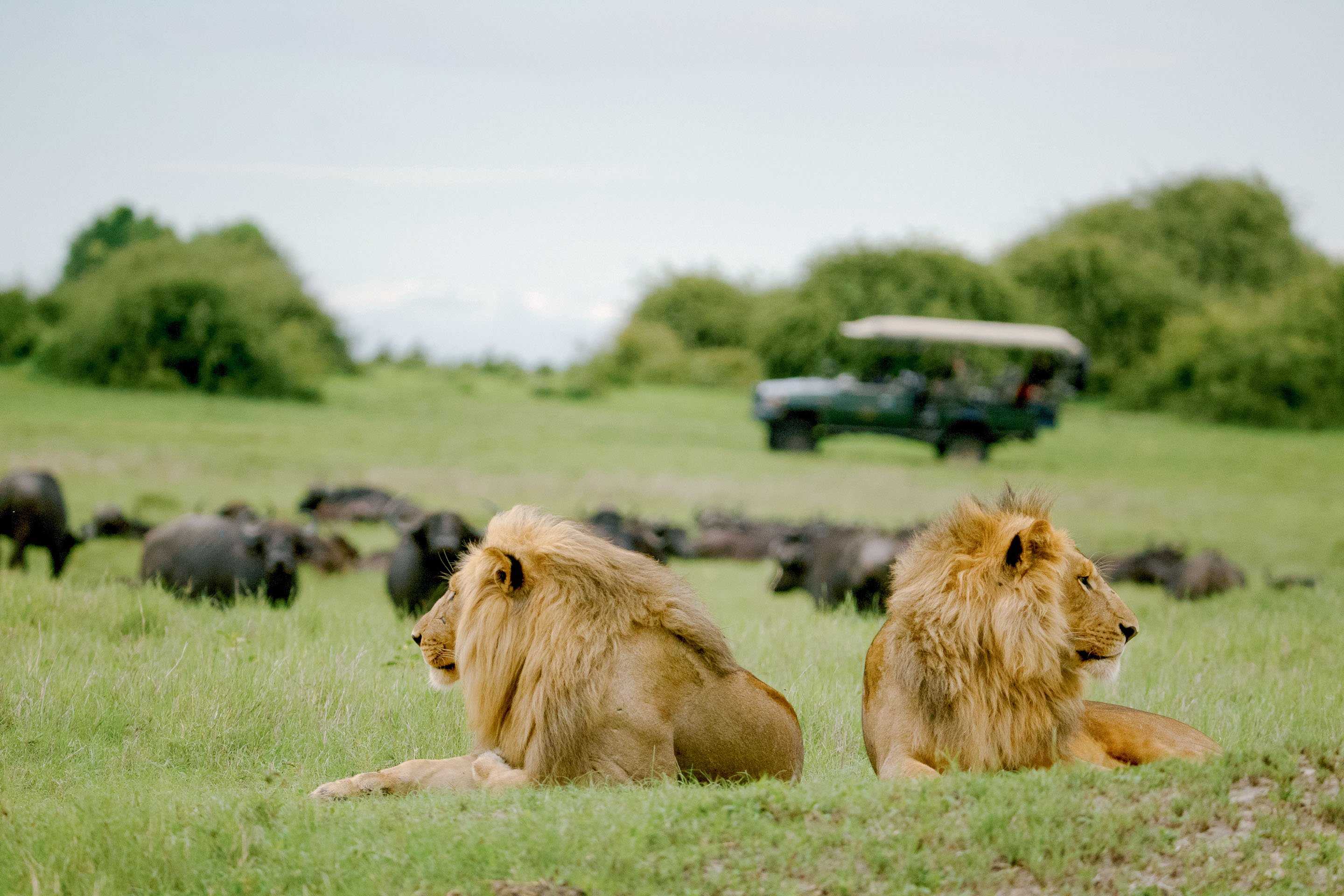 Your Chance to Customise Dereck Joubert’s Dream Big Cat Safari