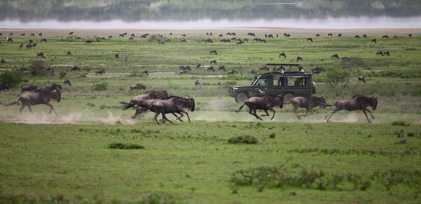 wildebeest migration