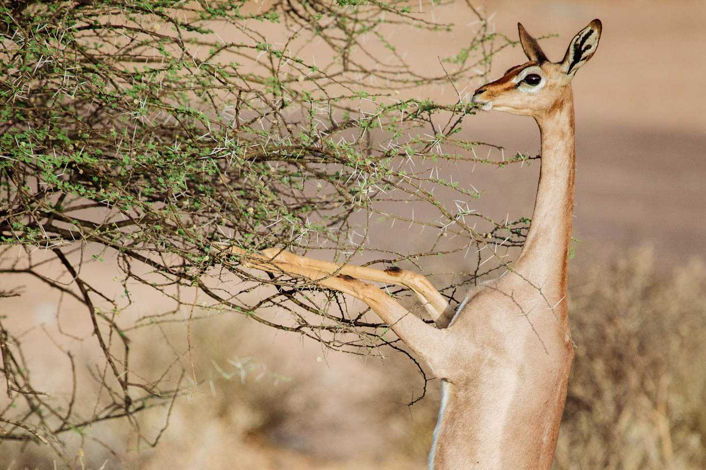 east africa safaris kenya-samburu-national-park-special-five-long-necked-gerenuk-timbuktu-travel