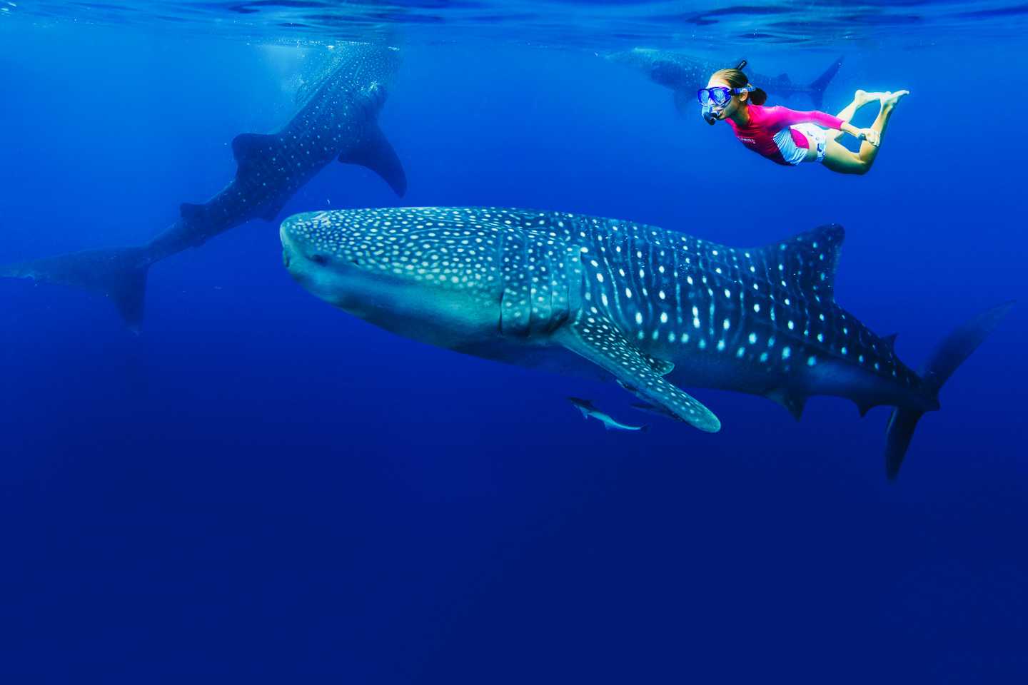snorkelling-whale-shark-zanzibar-tanzania-timbuktu-travel east africa safaris