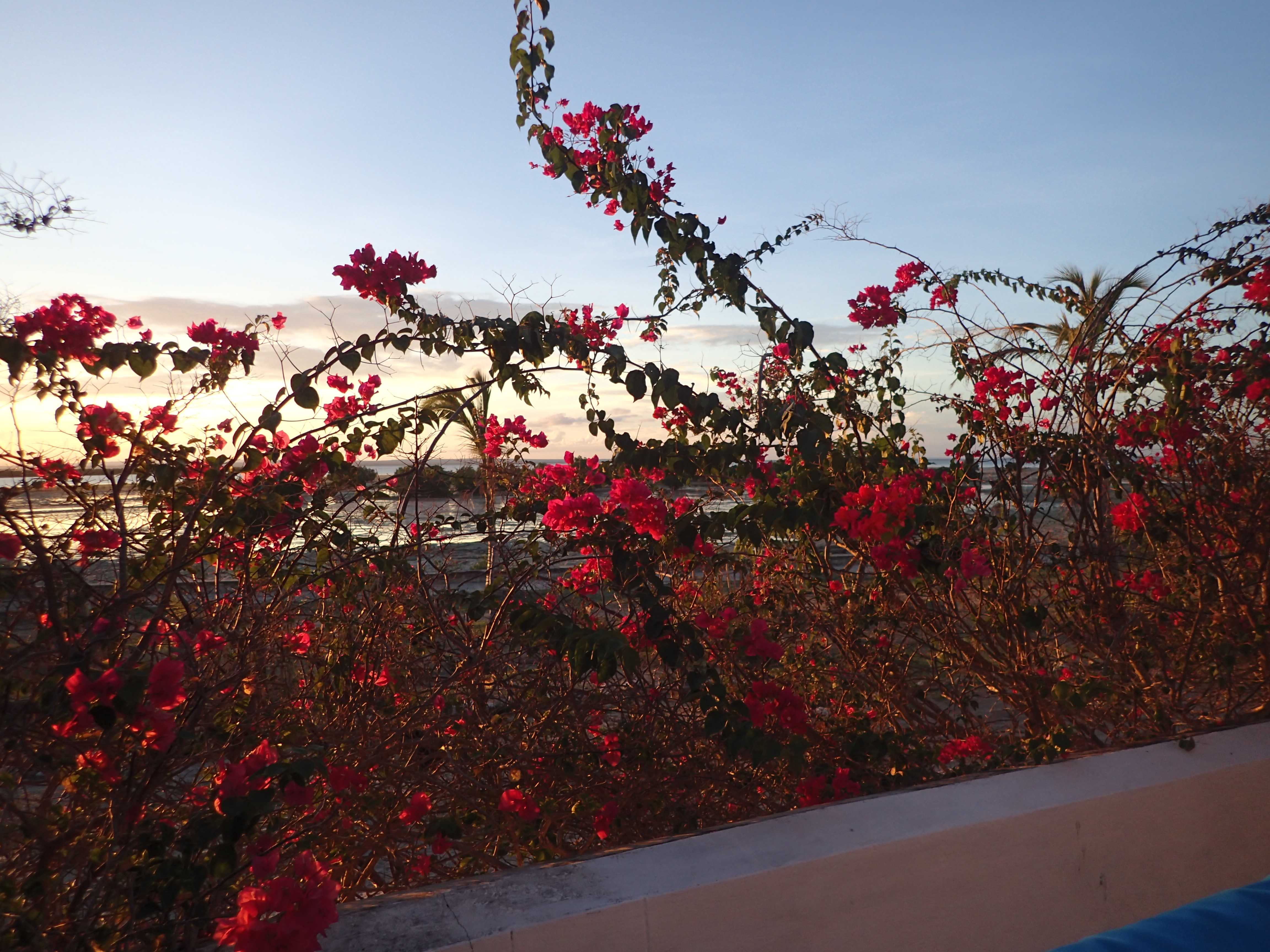 Ibo Island mozambique flowers