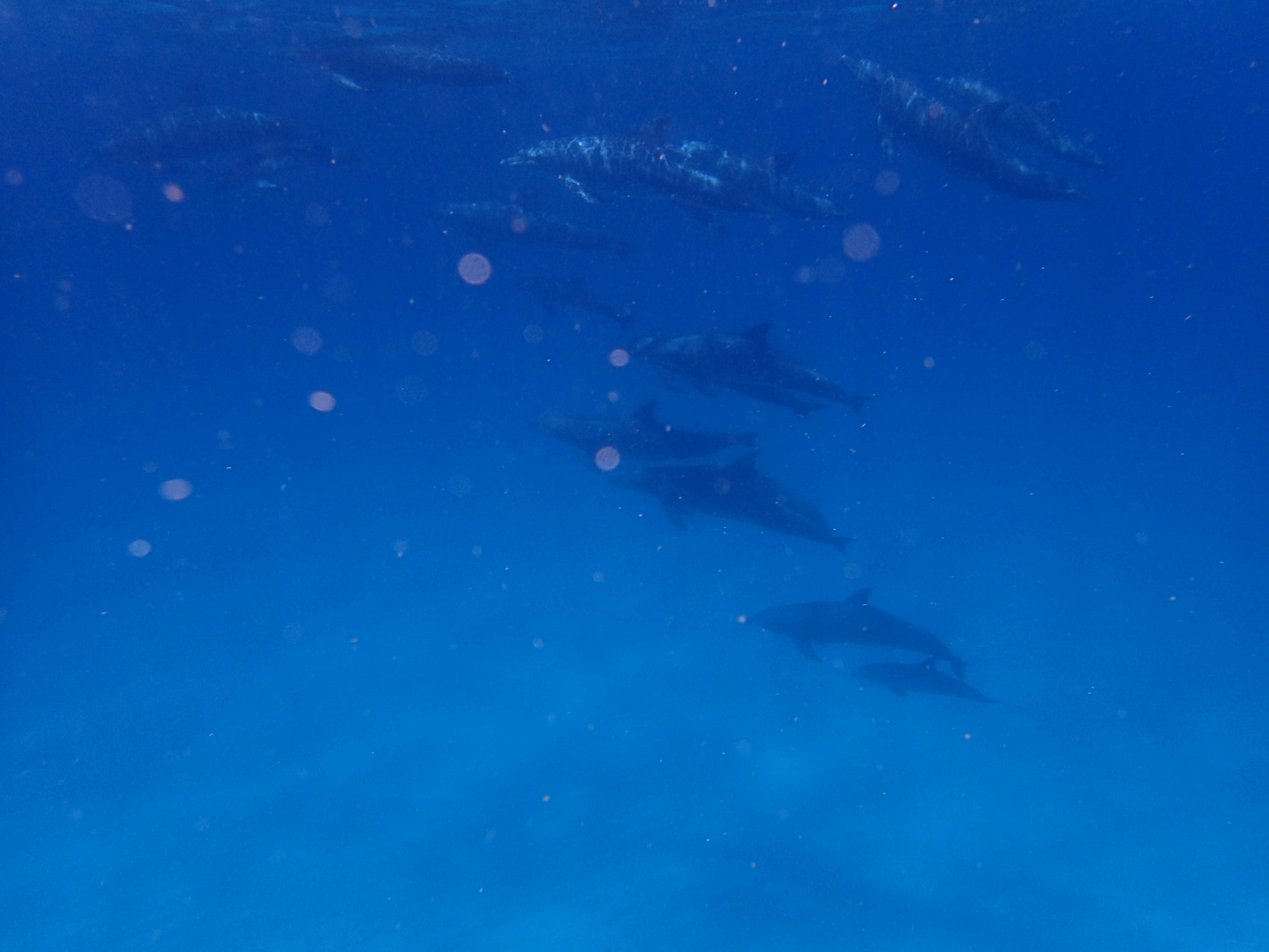Ibo Island mozambique dolphins diving