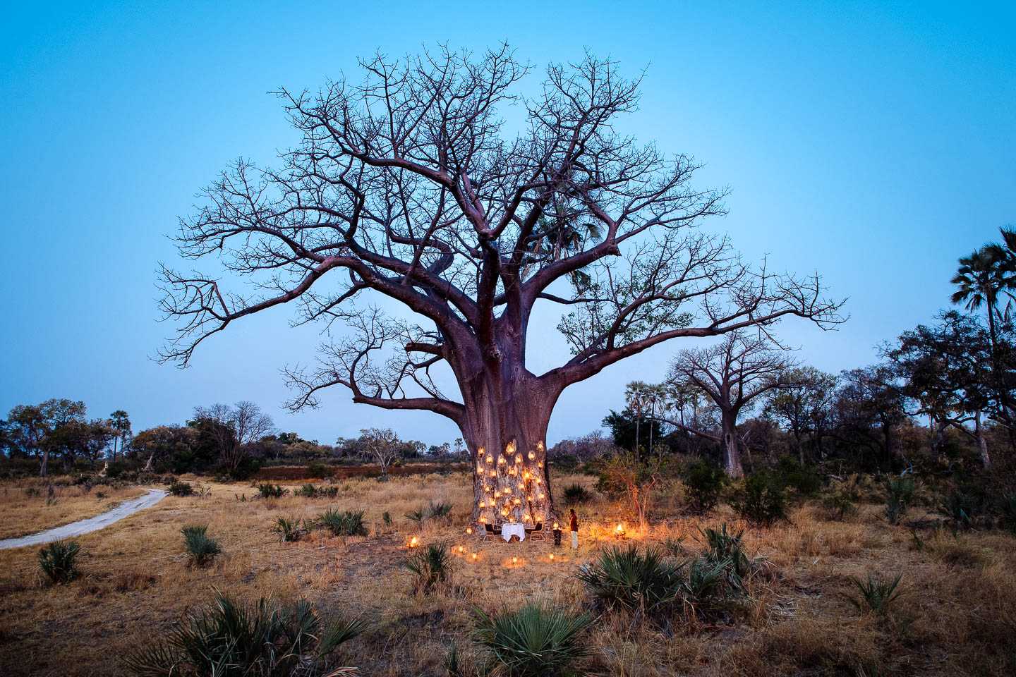 romantic lodges in Africa Sandibe Okavango Safari Lodge Romantic Dinner in the Wilderness