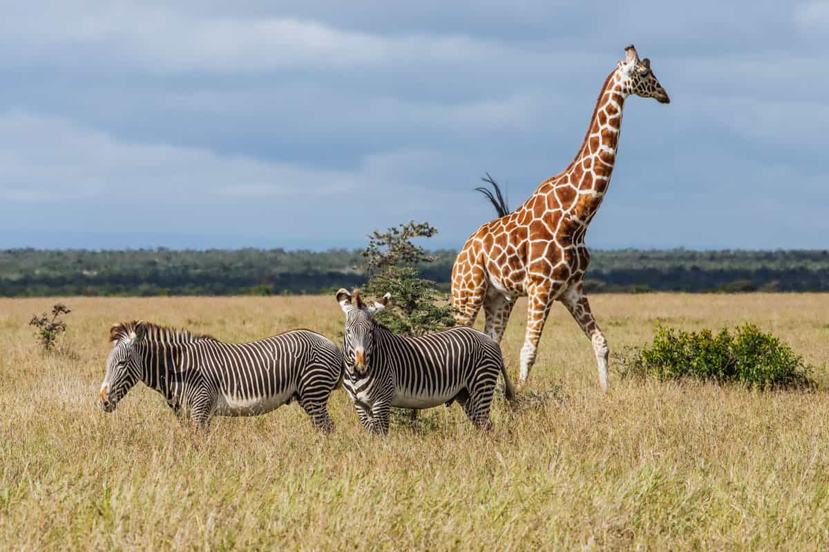 Top Kenya Travel Tips