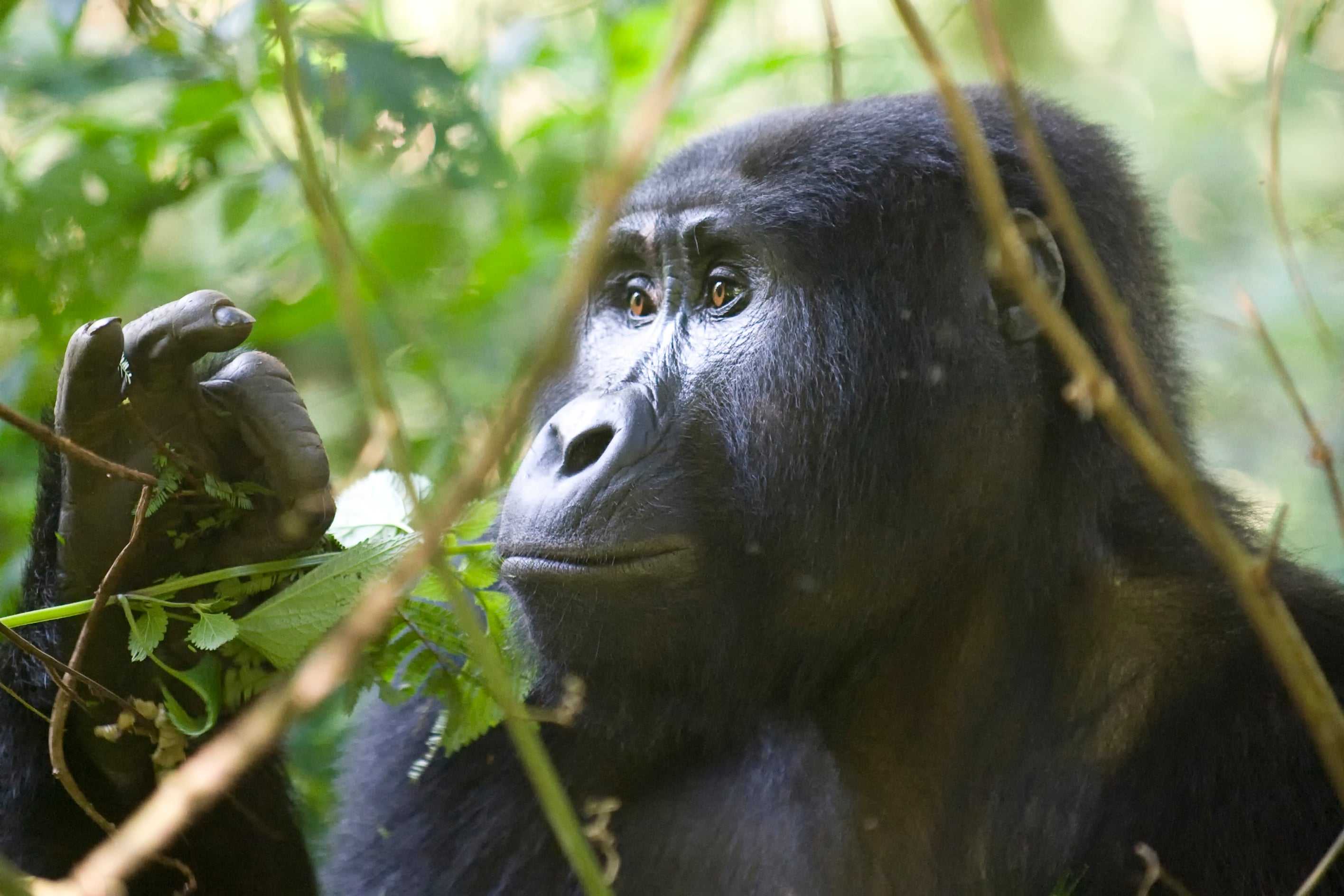 Gorilla Trekking
