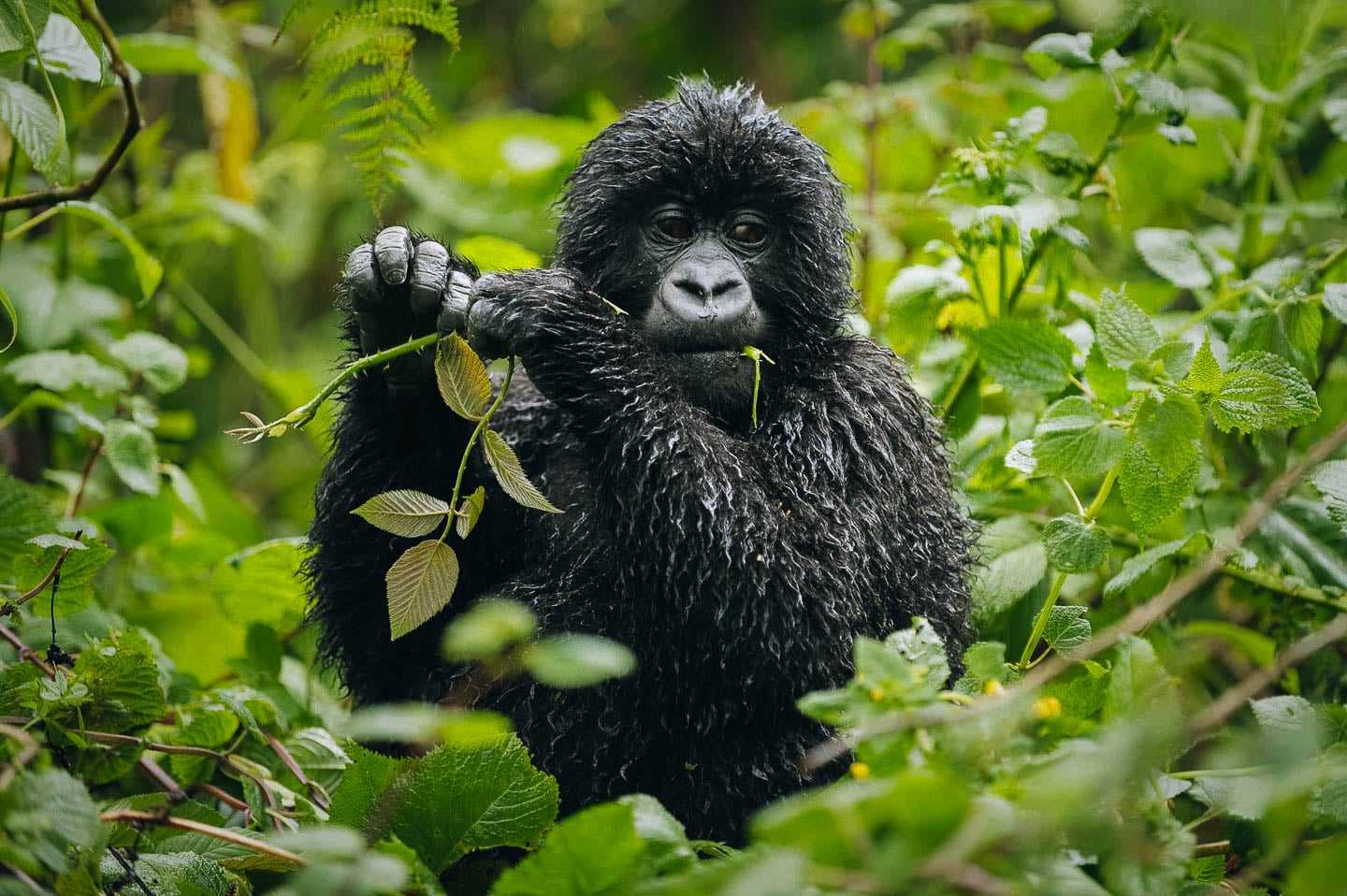 mountain gorillas