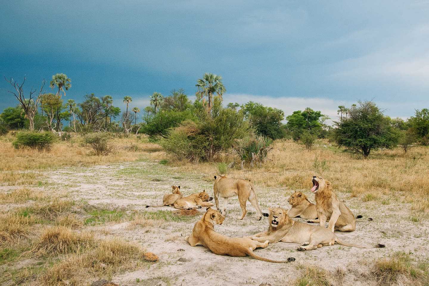 family friendly safaris african safari destinations