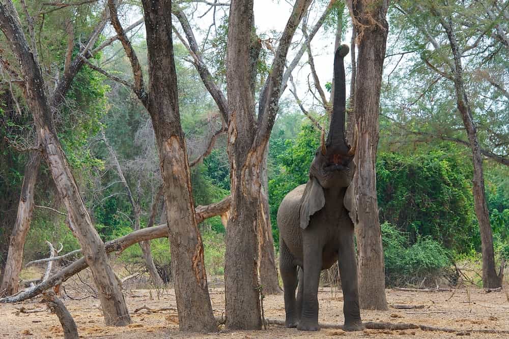 zambezi national park