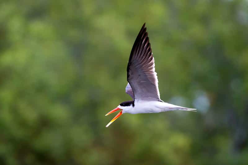 birding tours