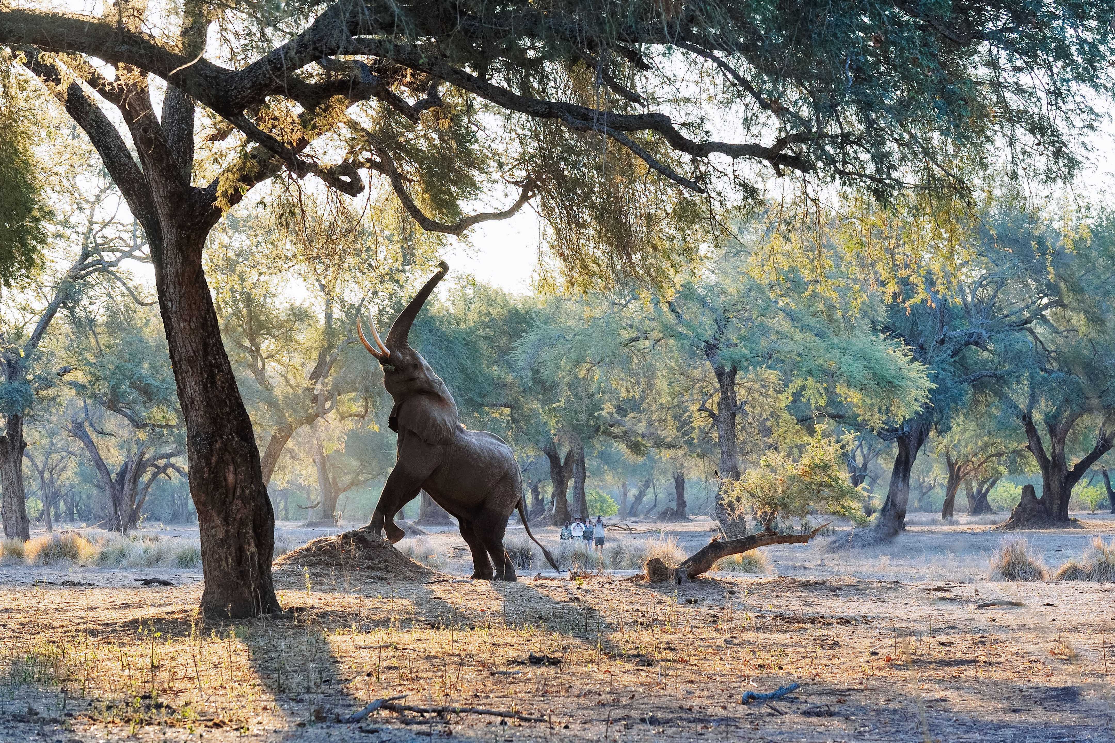 Elephant Lower Zambezi - What to see in Zambia