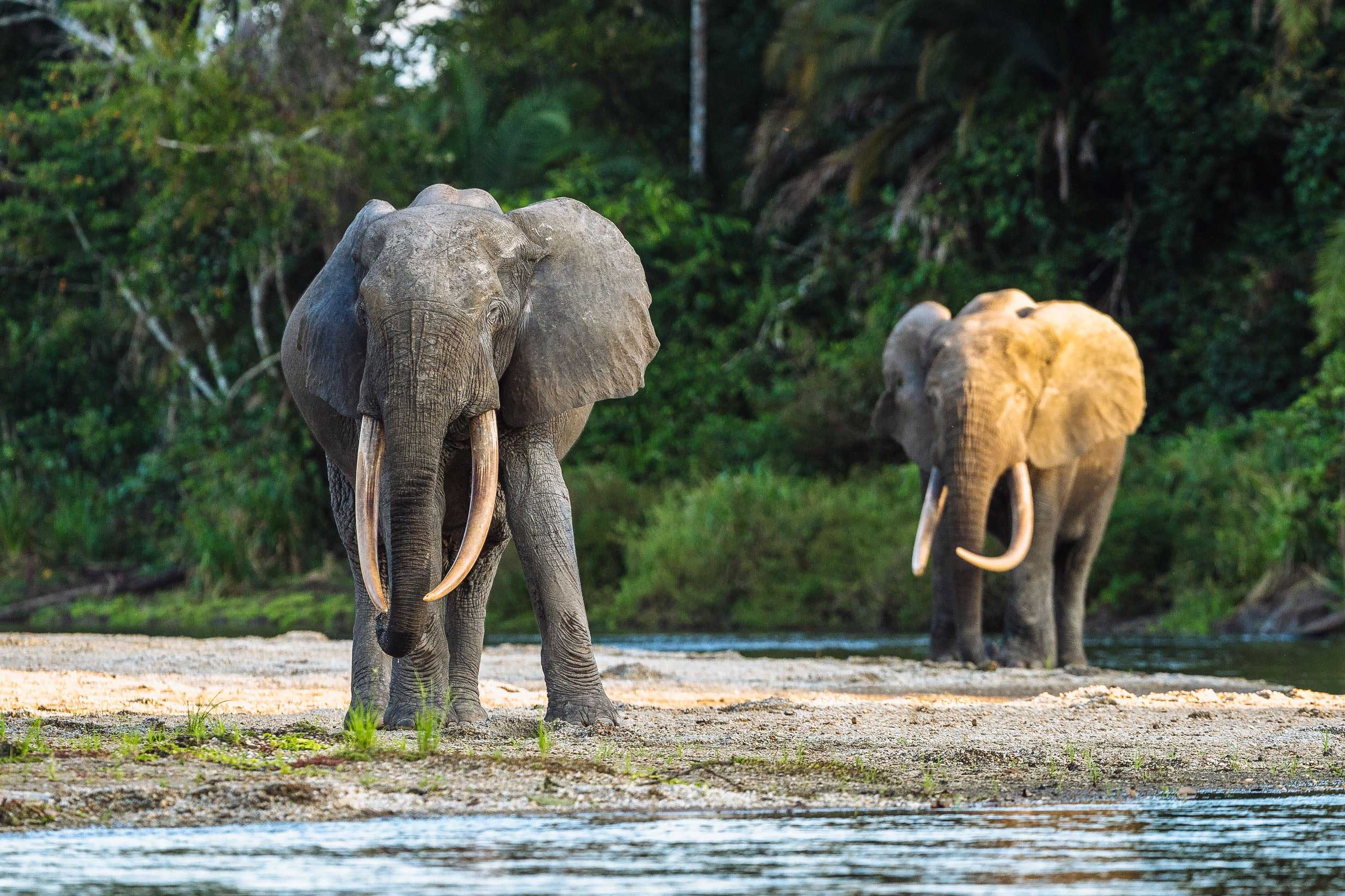 Unexplored Destinations - Odzala wildlife