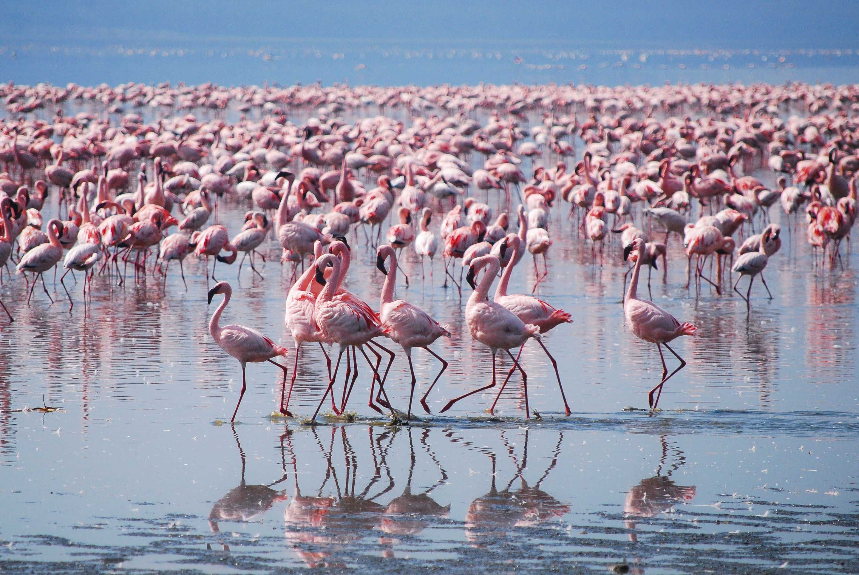 Plan an affordable Kenya Safari