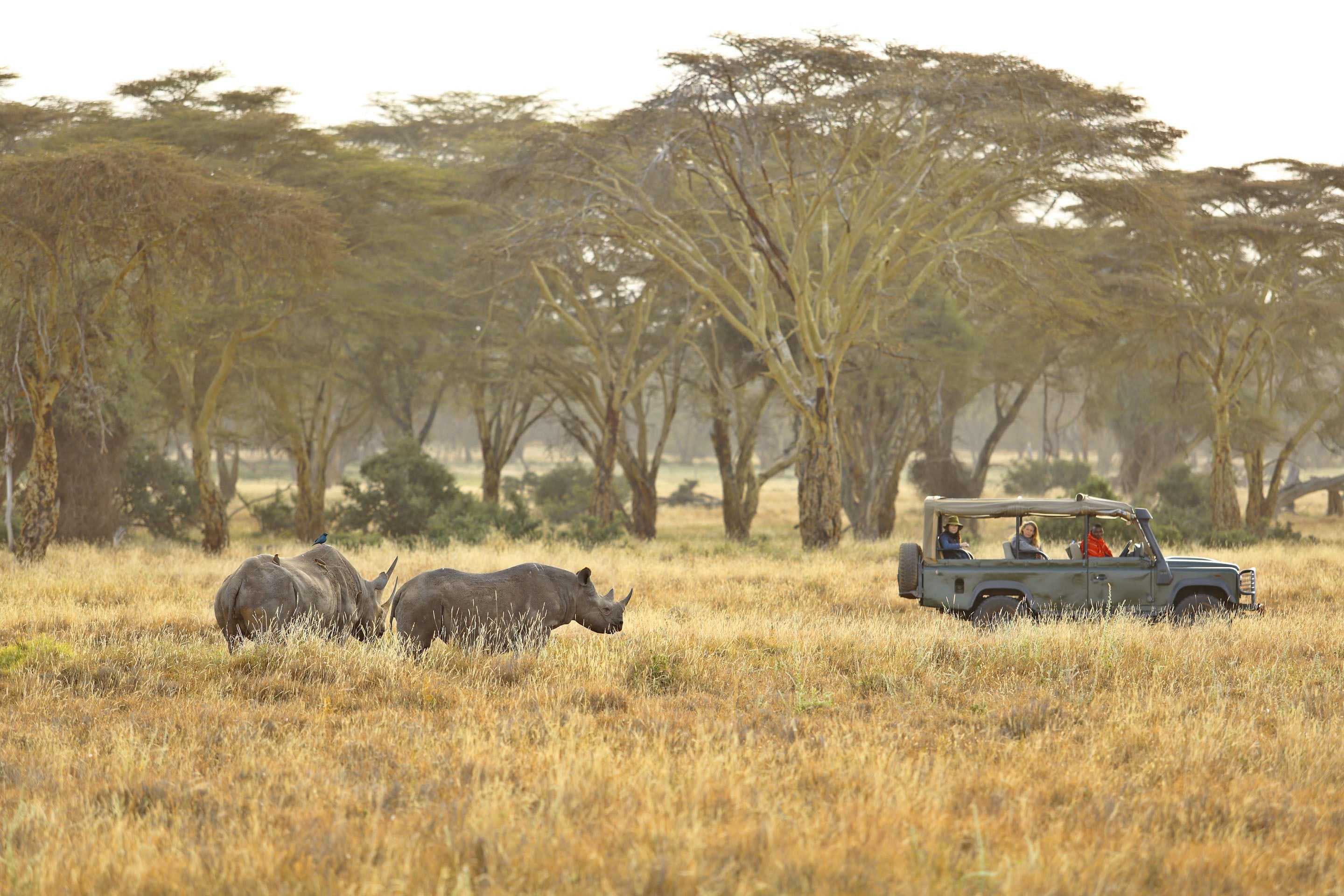 Plan an affordable Kenya Safari