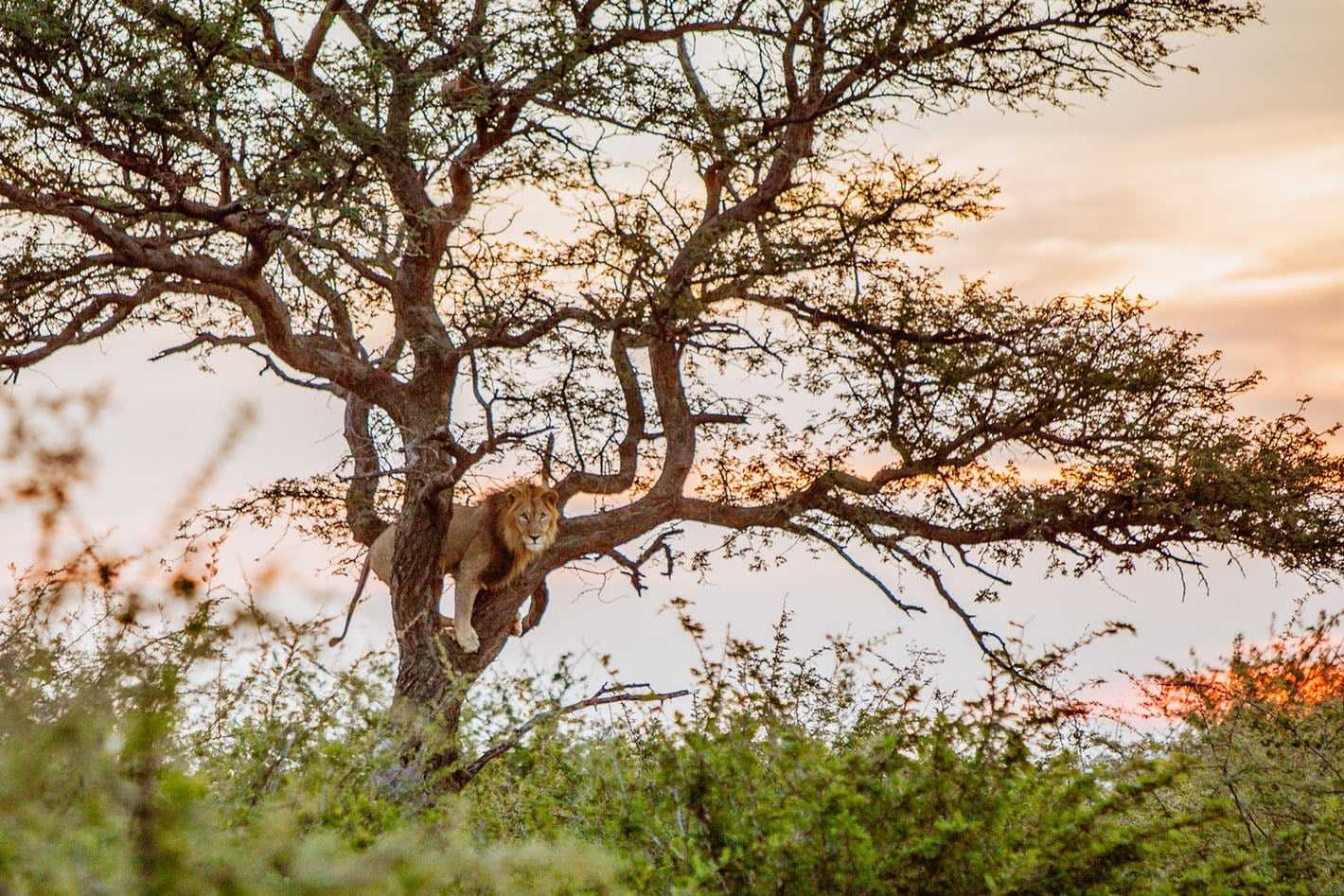 Plan an affordable South Africa safari