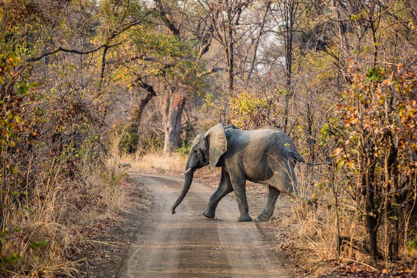 Things to do in Zambia 