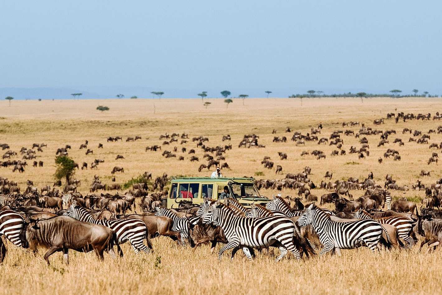 Serengeti safari