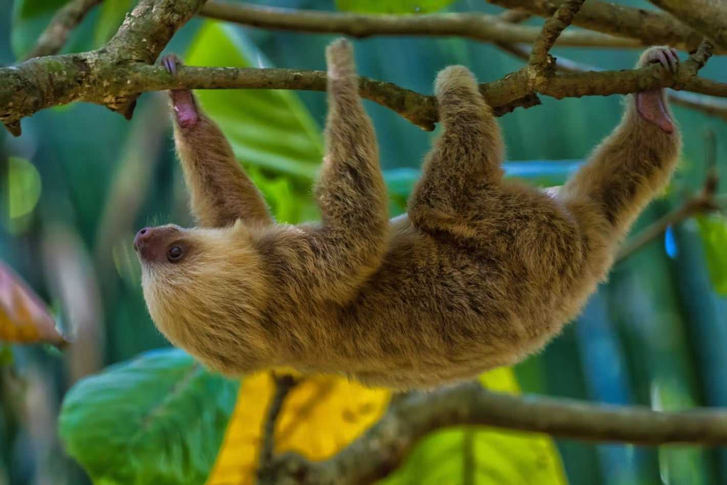 Costa Rica Country Guide