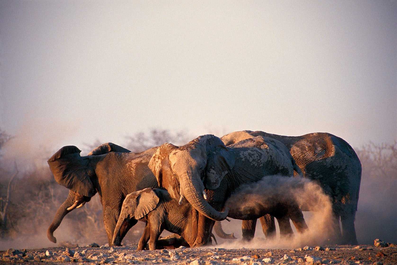 Namibia wildlife