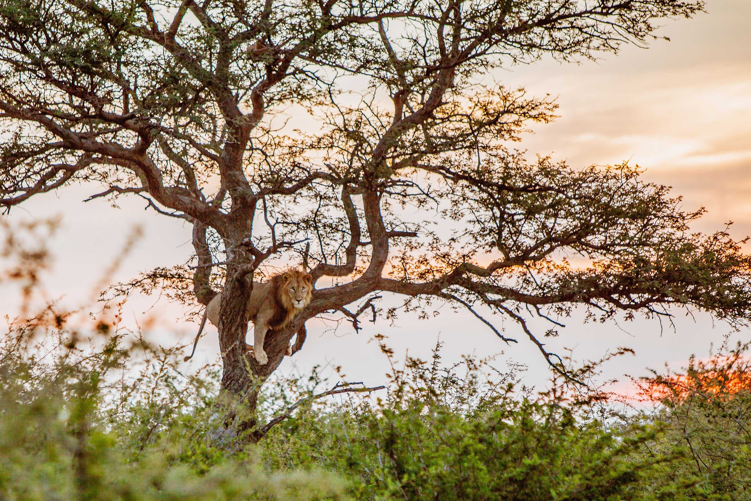 South Africa wildlife