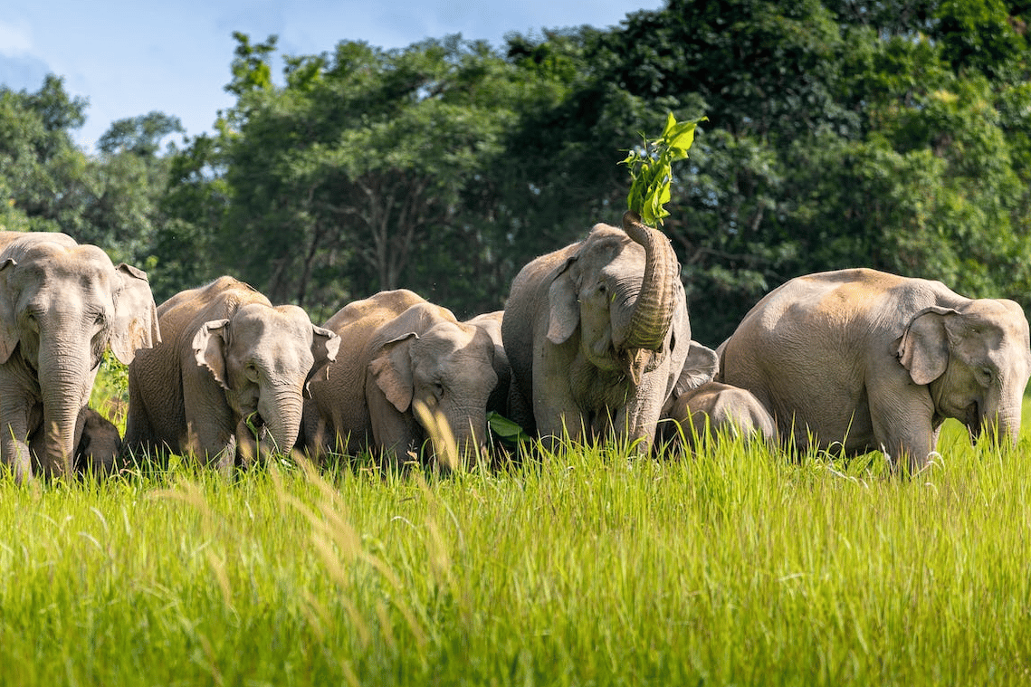 Thailand Wildlife Guide