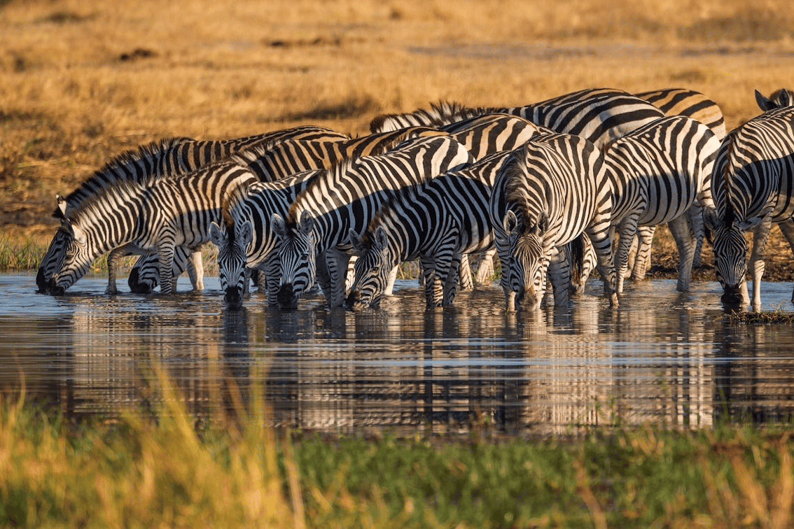 Tanzania or South Africa Safari