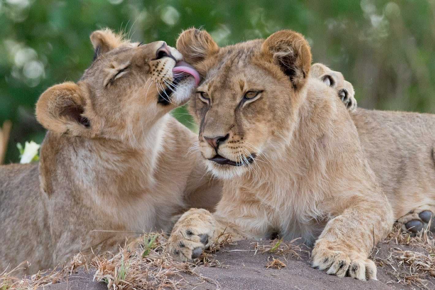 best national parks in Tanzania