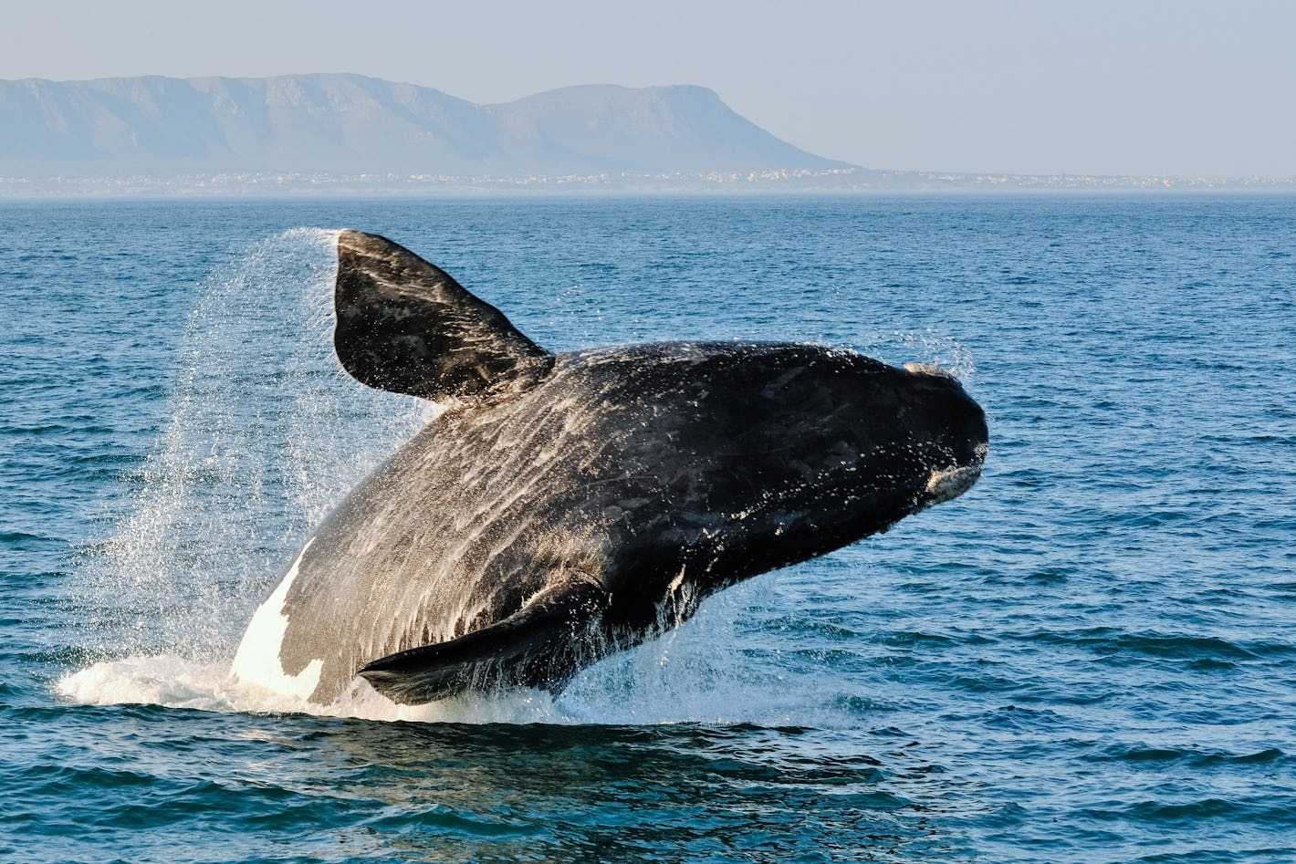 Where to go whale watching in South Africa