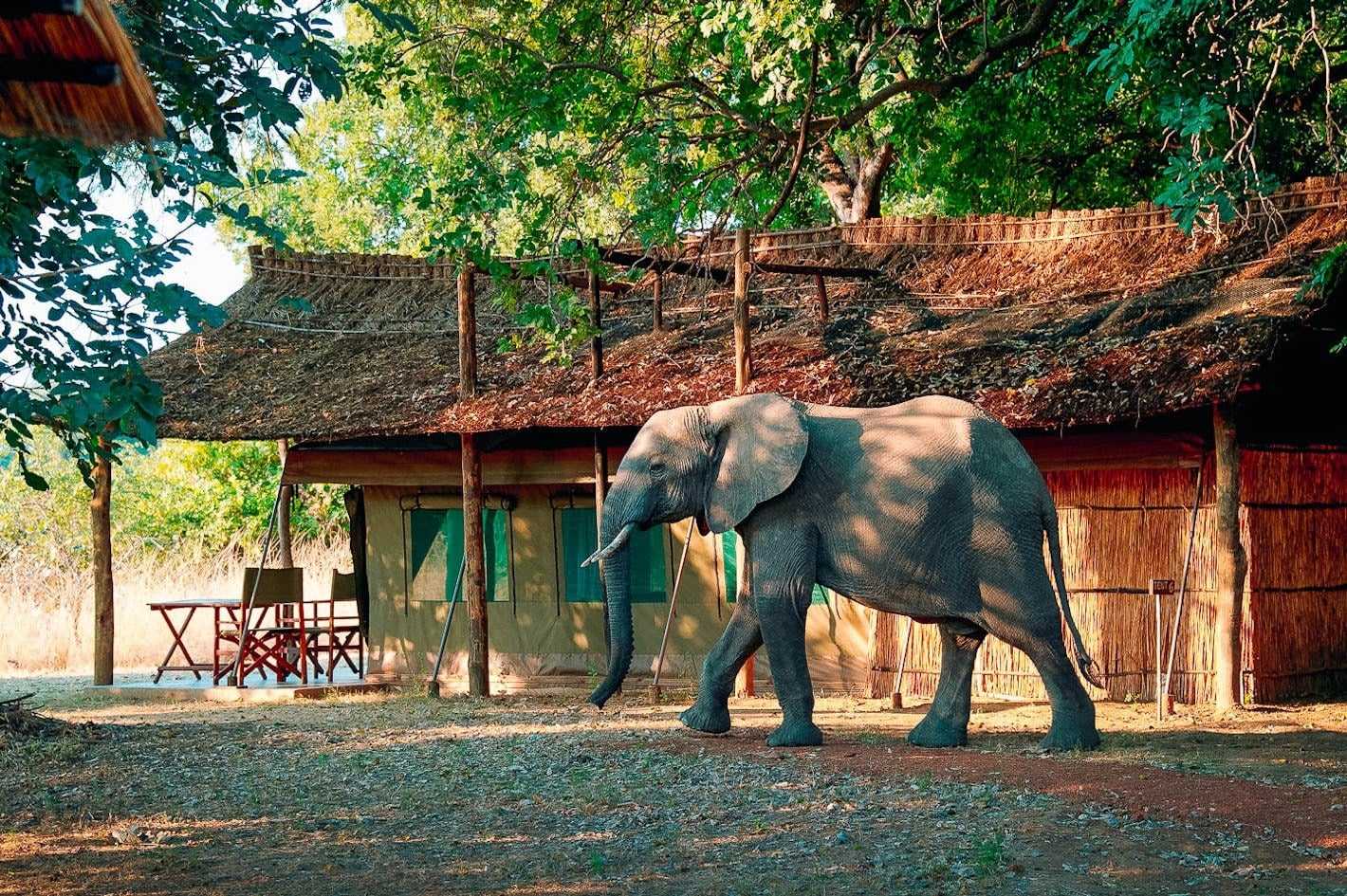 Annie’s Spectacular South Luangwa Safari