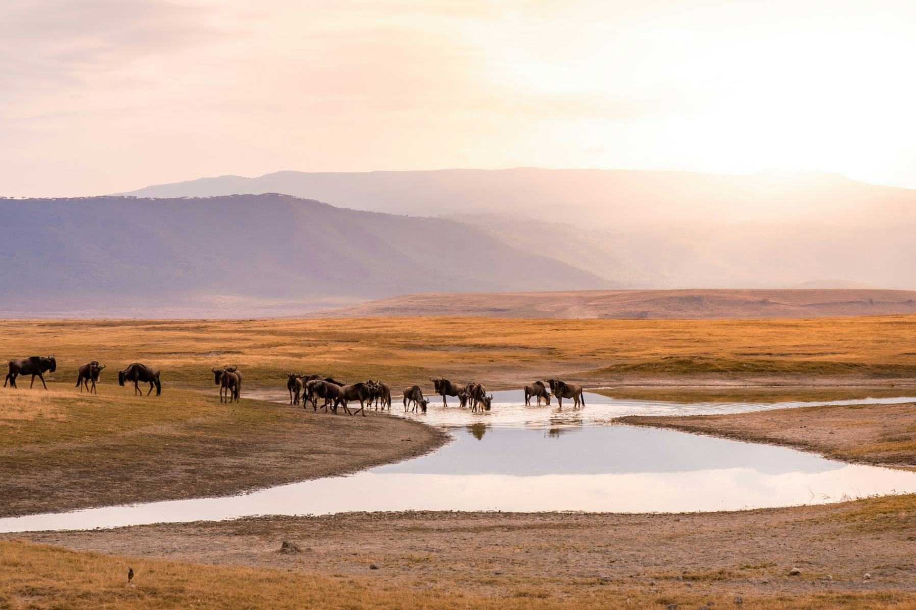 Why choose Tanzania for your family safari