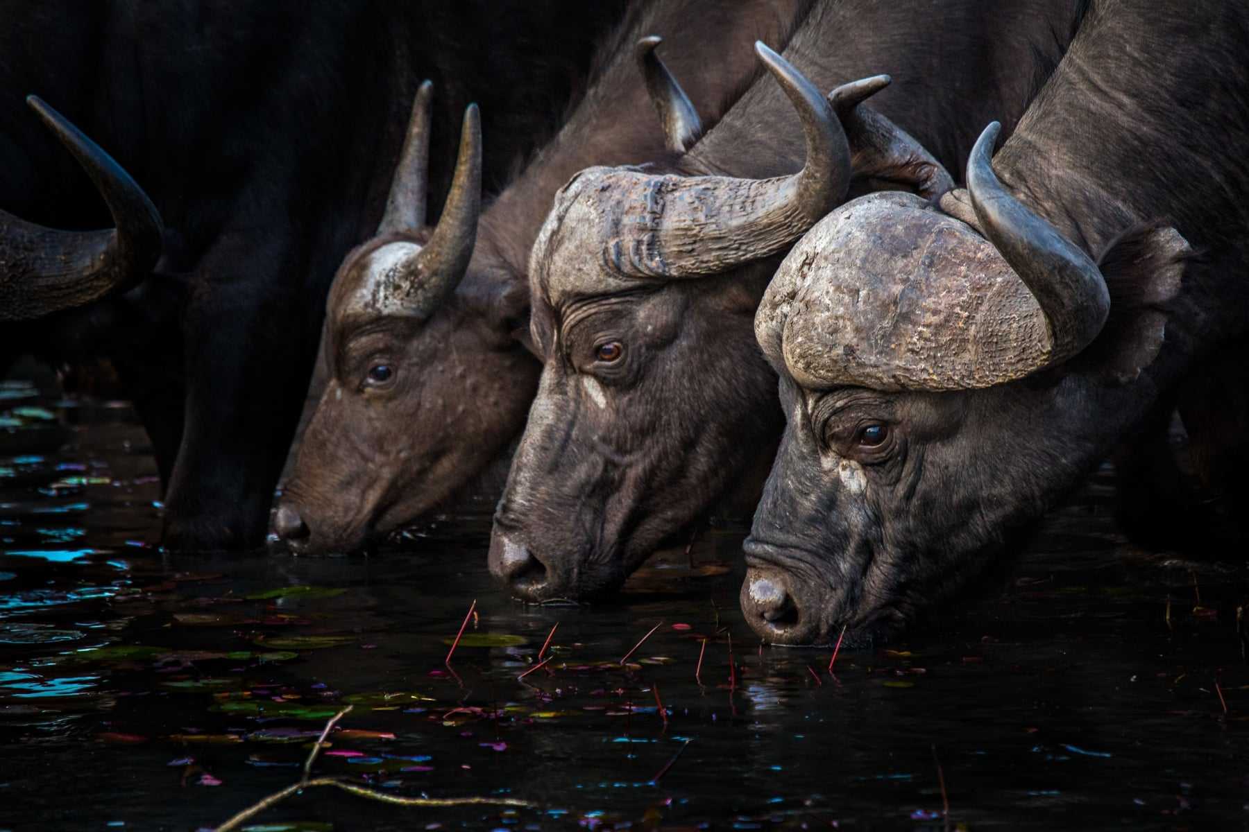 Tips for Photography on Safari