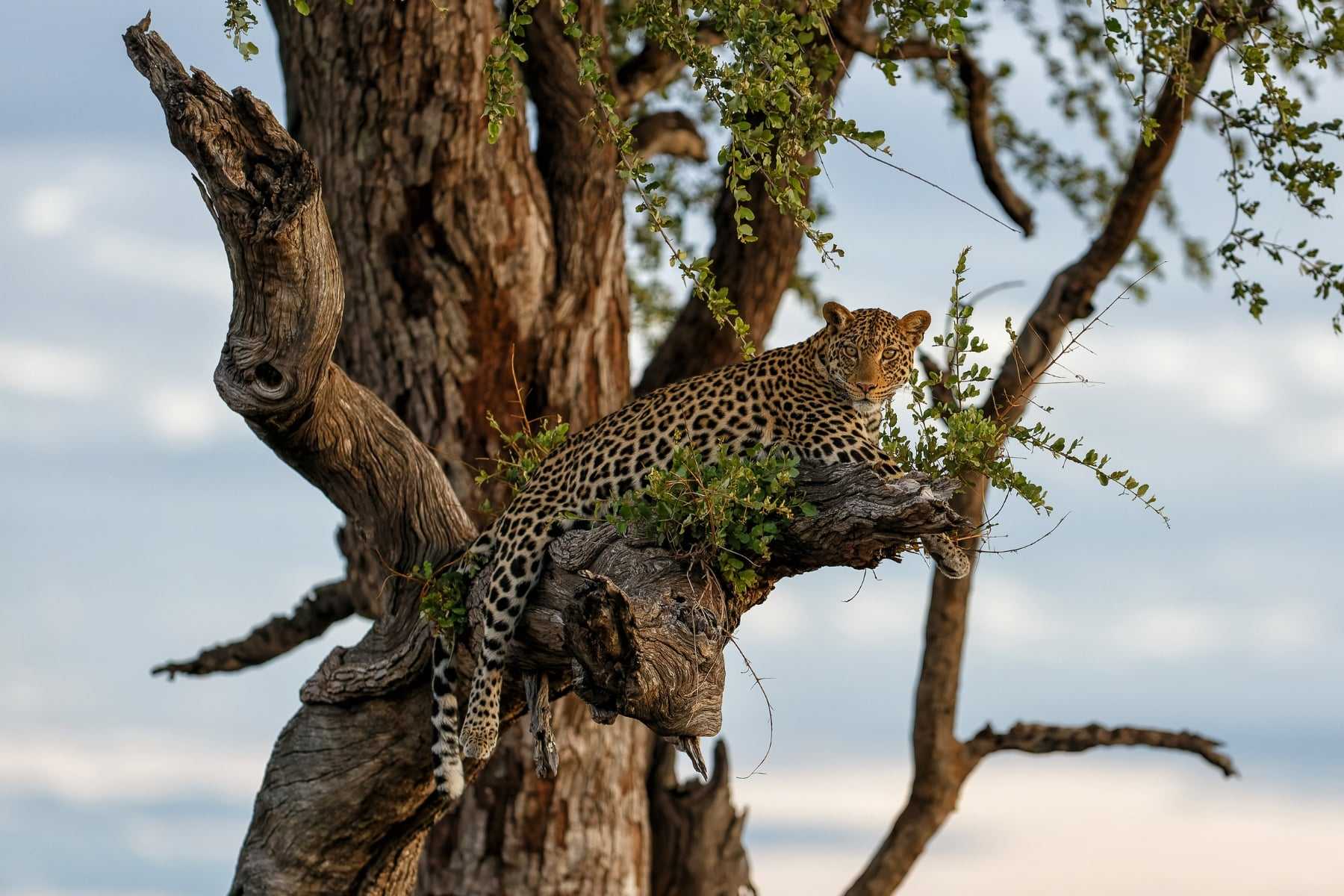 South Africa’s Secret Safari Reserves: Klaserie, Balule & More