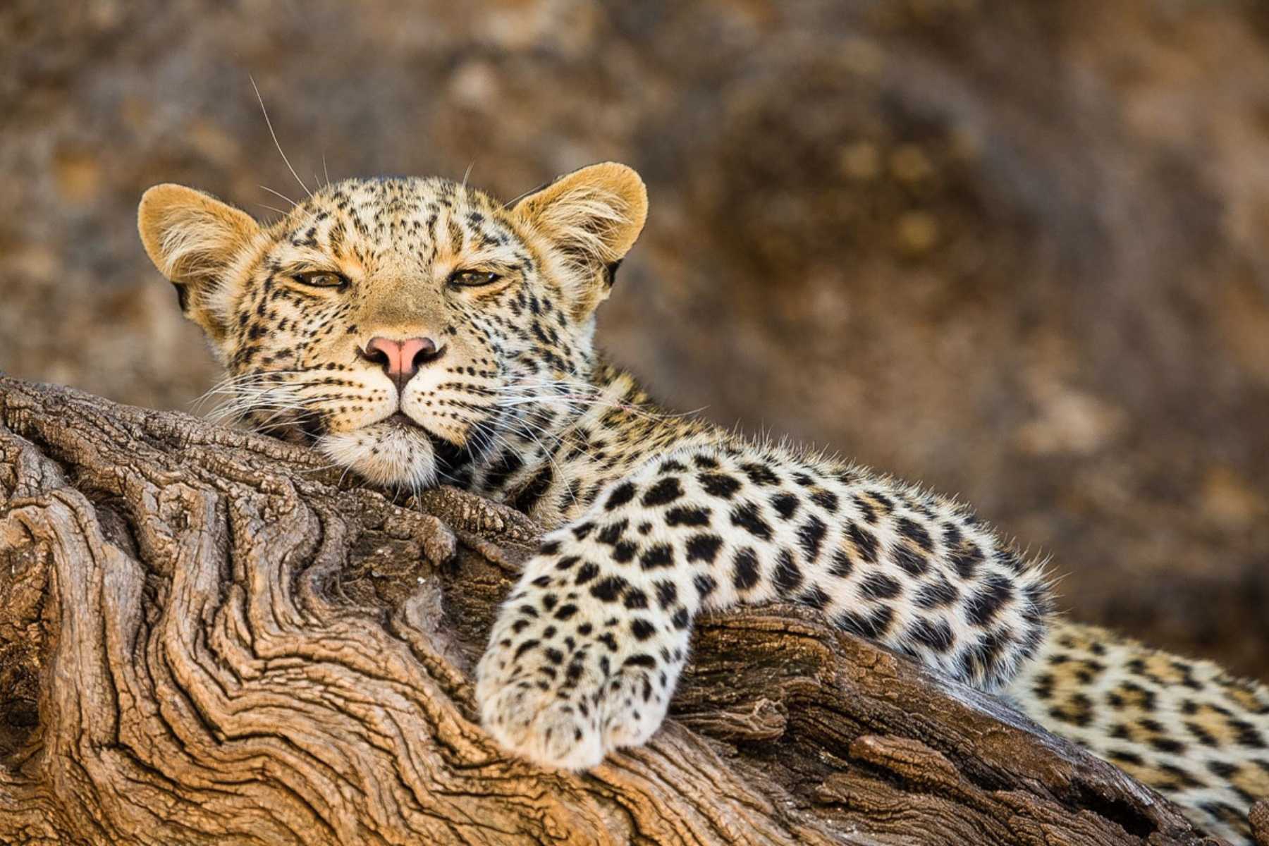 private game reserves kruger