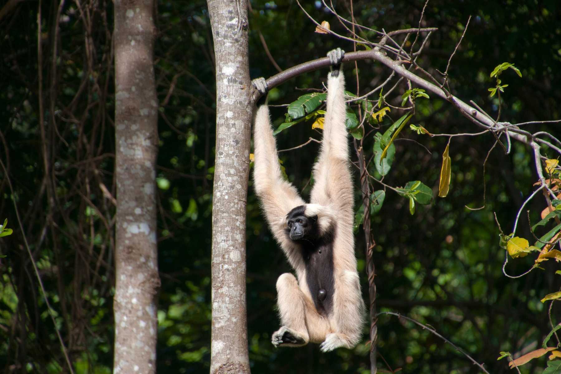 safari destinations outside Africa