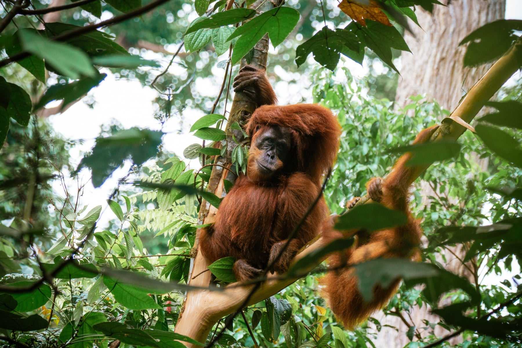 safari destinations outside Africa